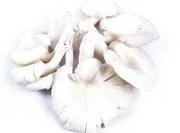 เห็ดนางฟ้า
