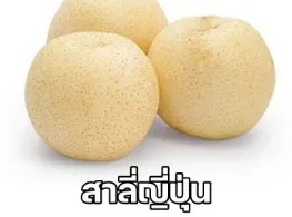 สาลี่ญี่ปุ่น