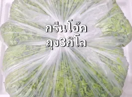 กรีนโอ๊ค