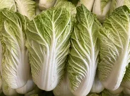 ผักกาดขาว (ลุ้ย) ไทยเขียว