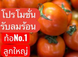 มะเขือเทศท้อ